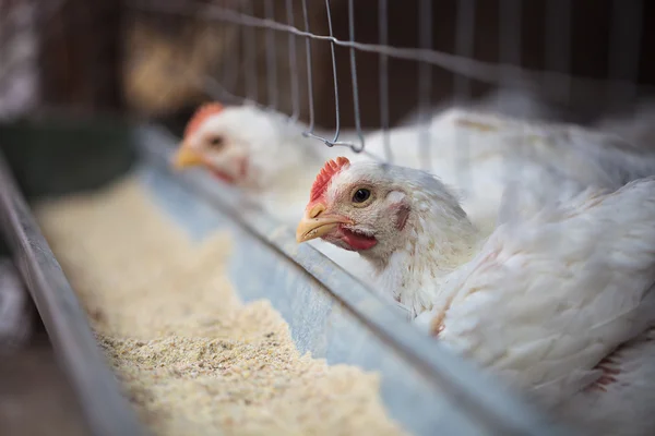 Close up of domestic laiying hen in henhouse