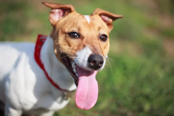 Heavy breathing Jack Russell terrier puppy in green park