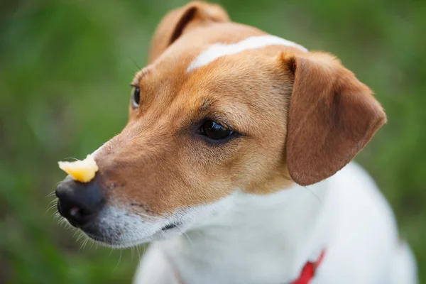 Well trained Jack Russell terrier puppy with food on nose
