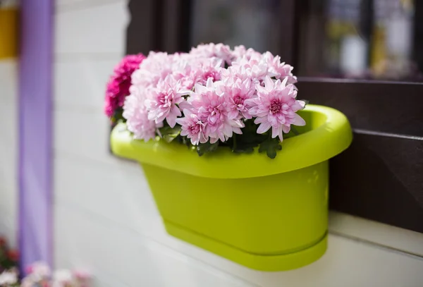 Decorative pink chrysanthemum flowers in flowerpot on window