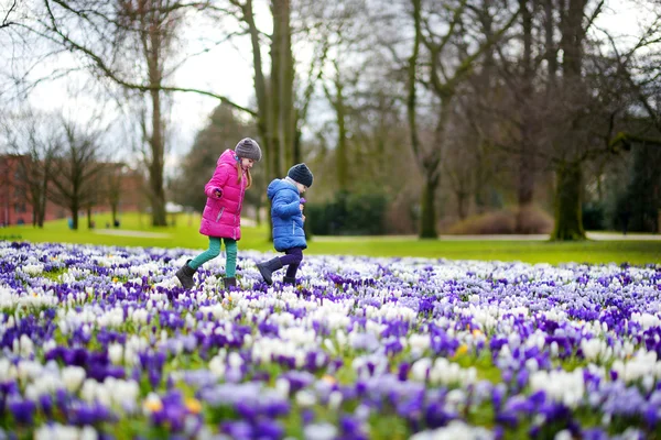 Sisters picking crocus flowers