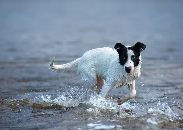 Puppy of mongrel is afraid of waves.