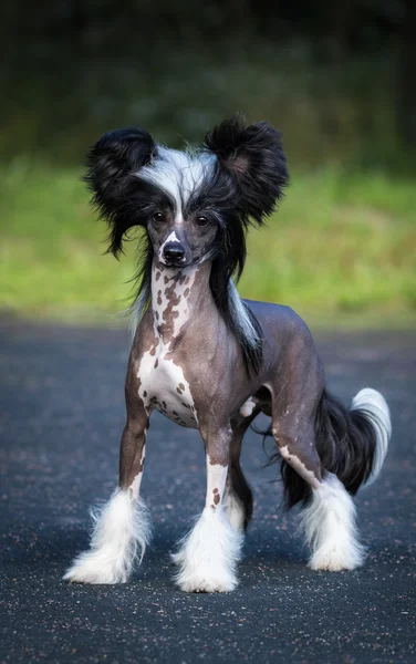 Chinese Crested Dog Breed. Male dog.