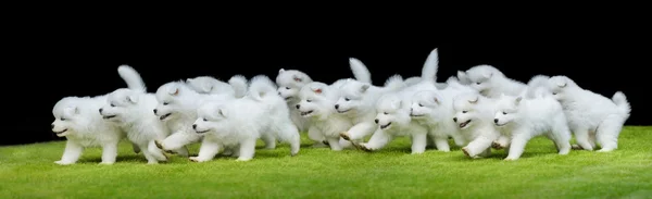 Group of puppies of Samoyed dog running on green grass.