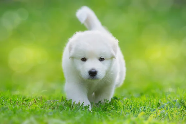 White puppy of mix breed in one and a half months old