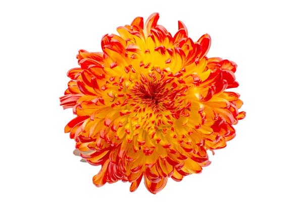 Red Yellow chrysanthemum