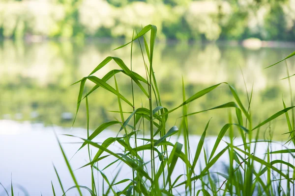 Grass on the river