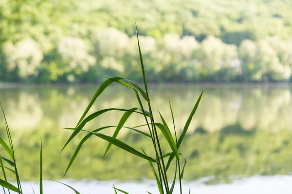 Grass on the river