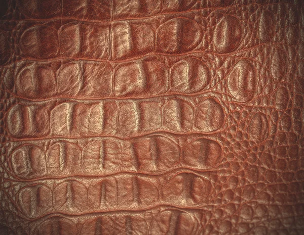 Crocodile skin, close up