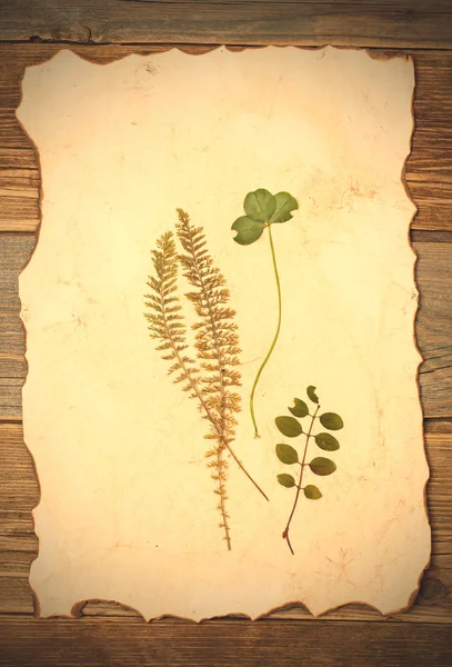 Pressed plant on old paper
