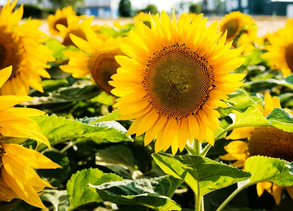 Close-up of sun flowers