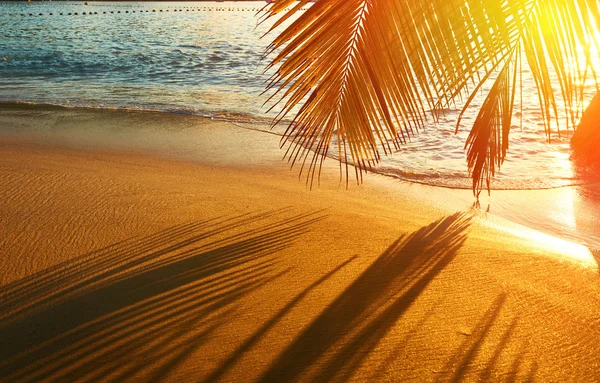 Seychelles beach with palm tree shadow