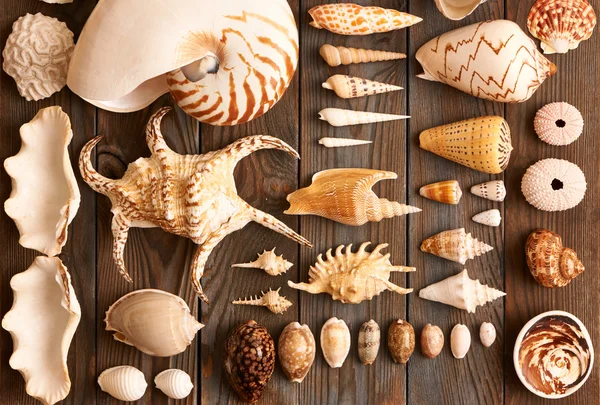 Seashells collection set