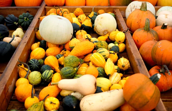 Pumpkins at autumn market