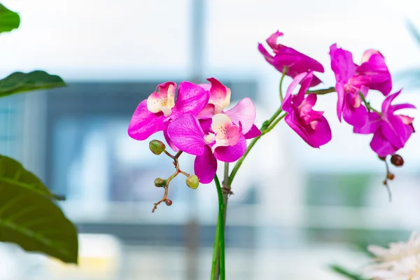 Orchid flower in the pot at home