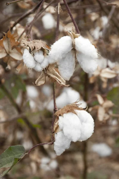 Cotton fields white