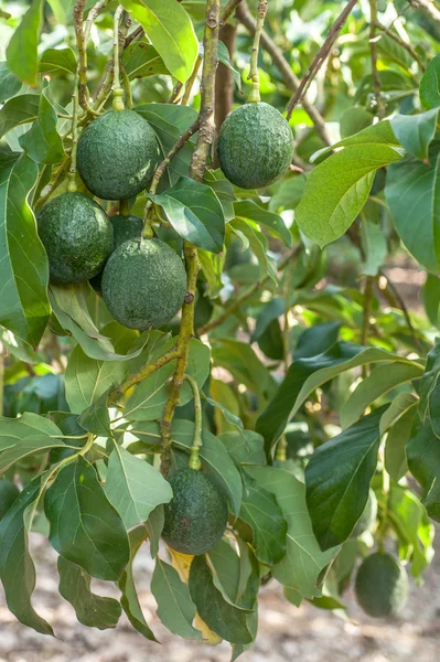 Avocado fruits growing on tree