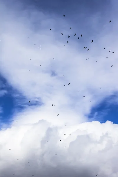 Flock of birds in the sky, clouds, a sunny day