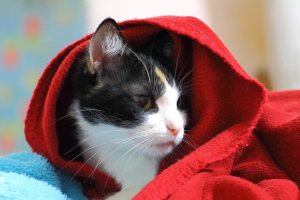 Cat hiding in a blanket and heated
