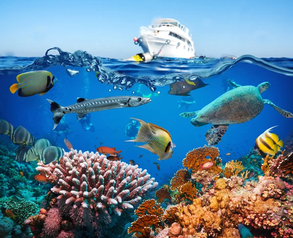 Ship and colorful underwater