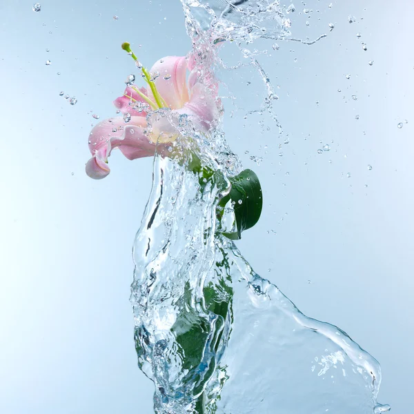 Pink day lily in cool splashing water