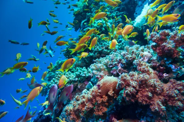 Colorful underwater reef with coral and sponges