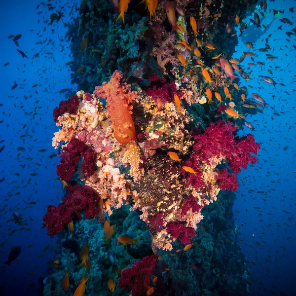 Colorful underwater reef with coral and sponges