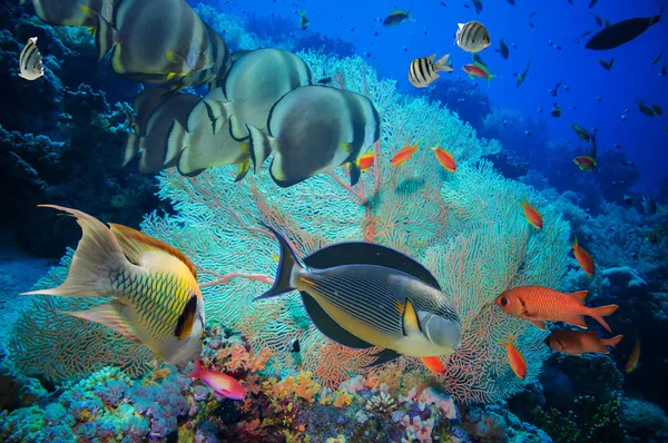 Colorful underwater reef with coral