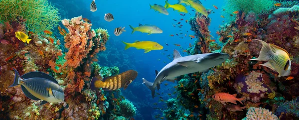 Tropical Anthias fish  and shark