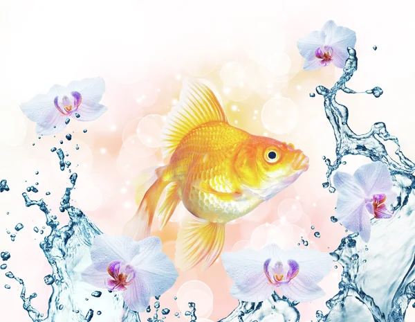 Gold fish in water splash with flowers