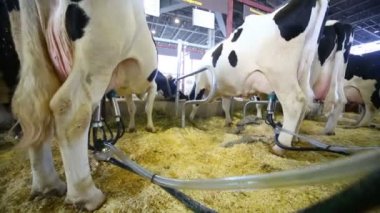 用奶牛挤奶机的演示 - 图库影像片段 用奶牛挤