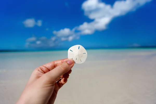 Sand dollar