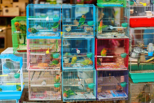 Birds market