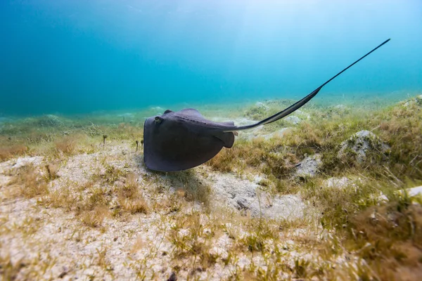 Sting ray in tropical ocean