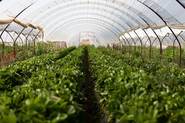 Culture in a greenhouse strawberry