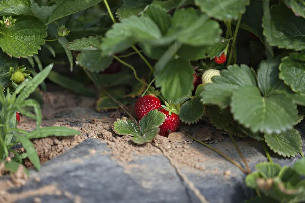 Culture in a greenhouse strawberry