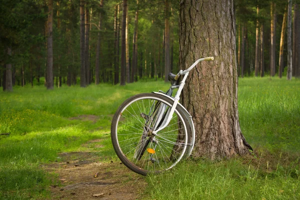 Vintage bicycle in the forest