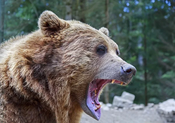 Brown bear with open mouth portrait