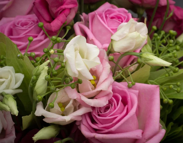 Picture of nice pink and white roses