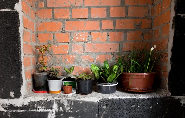 Pots of plants near wall