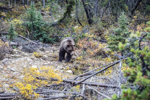 Bear walks in search of food