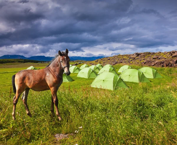 Horse breed is about summer camp