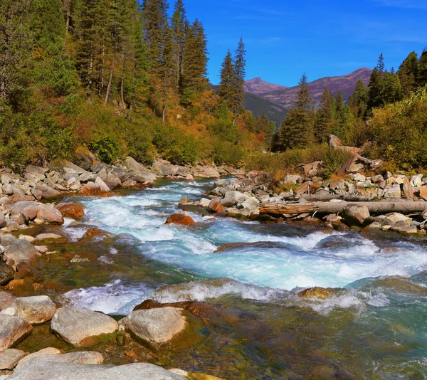 Rapid stream of forests