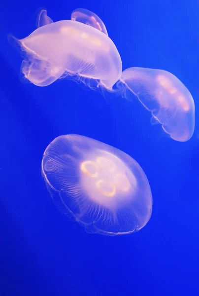 Three white translucent jellyfish