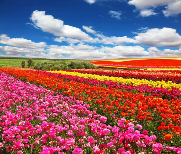 Flowers planted with bands