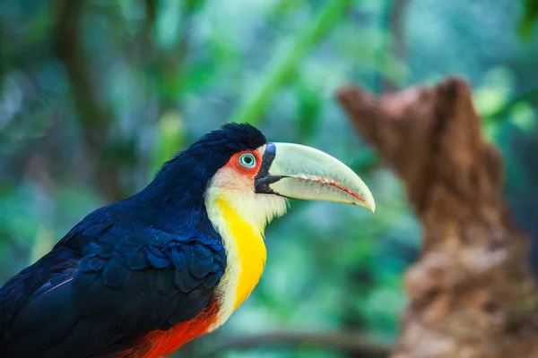 Toucan in American zoo