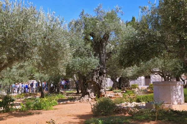Walking tour in Garden of Gethsemane