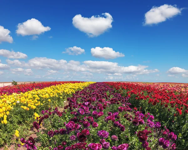 Endless fields of flowers
