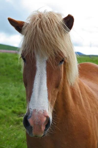 Red horse with light mane