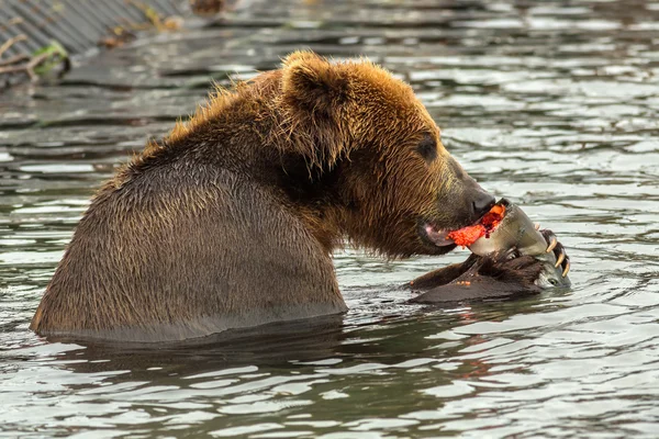 Brown bear eating caught salmon with red caviar in Kurile Lake.